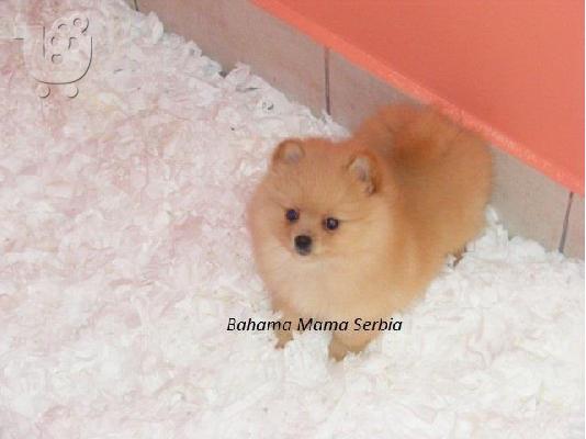 Pomeranian καθαροαιμα θεσσαλονικη 6988190151